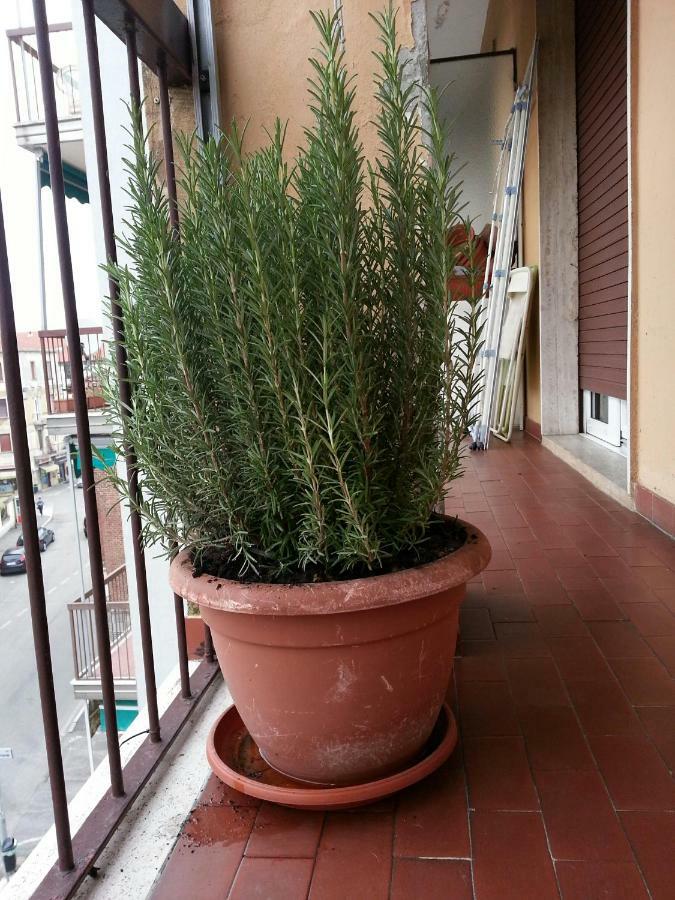 La Via Per Milano Hotell Vigevano Eksteriør bilde